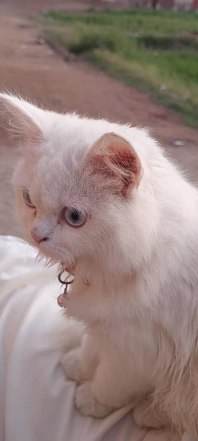 i want to sell my cat very good heltyhy