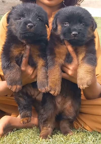 German Shepherd double coat available