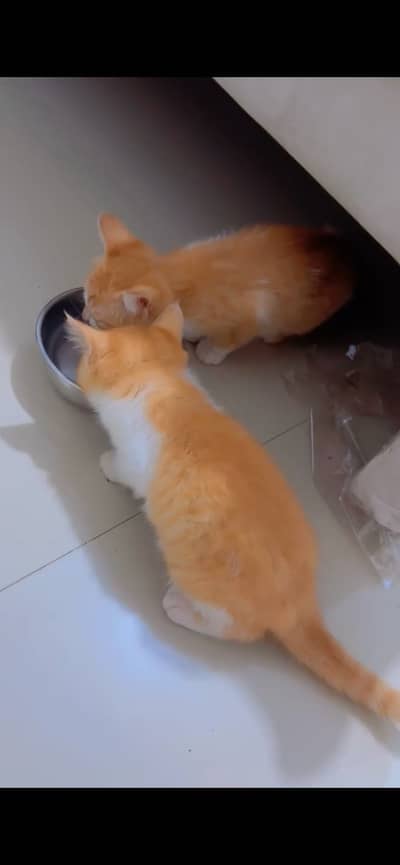 Persian kittens pair