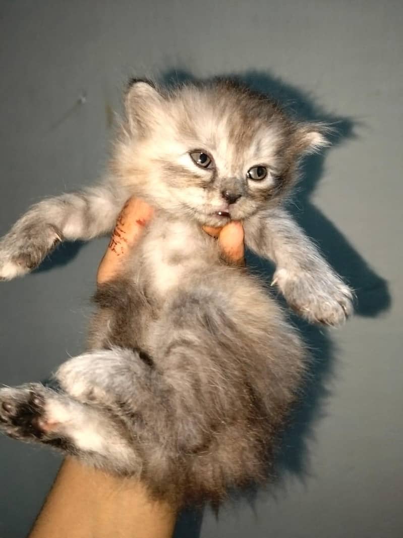 cates 1