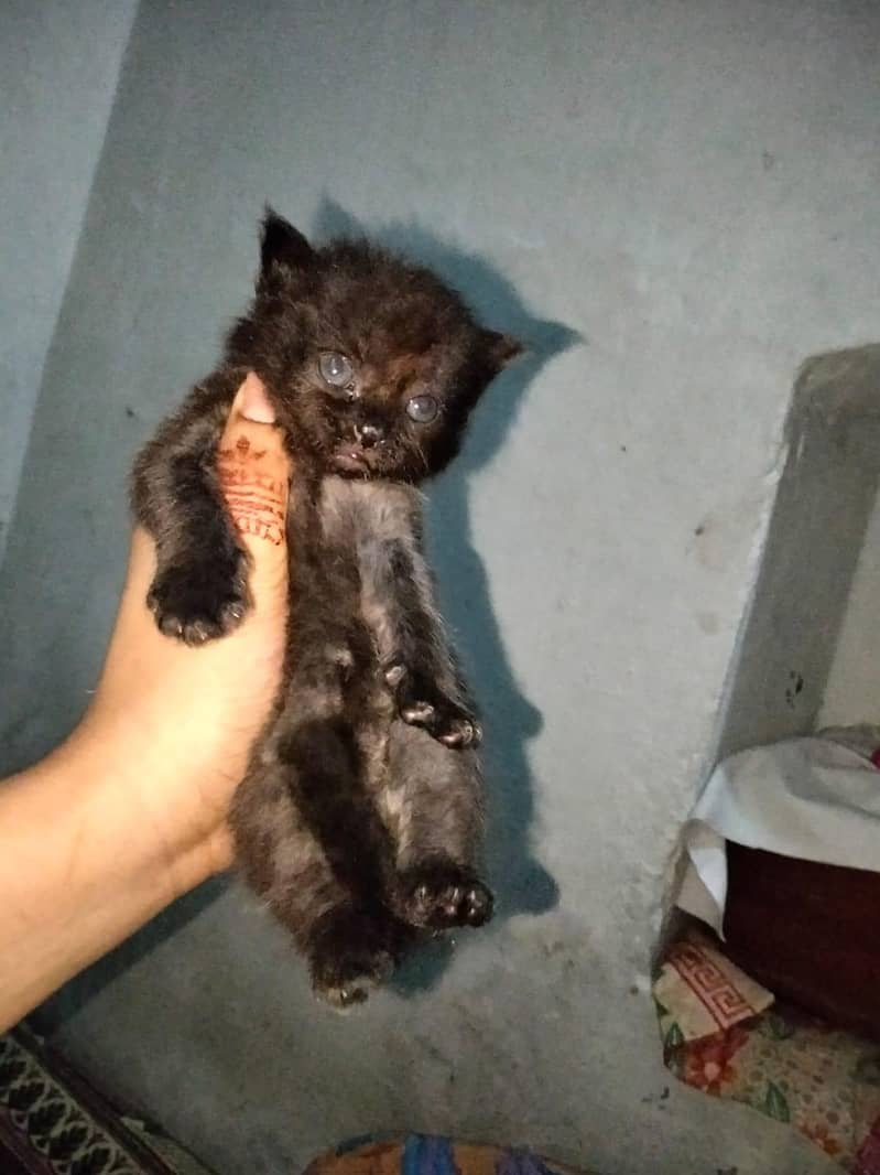 cates 3