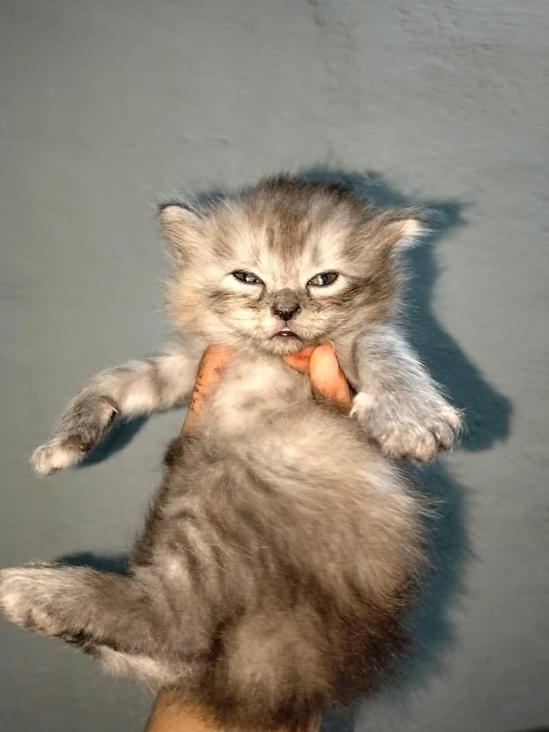 cates 4