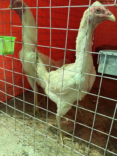 White shamoo for sale