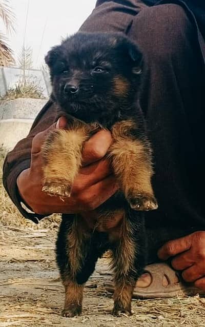 German Shepherd double coat Male available