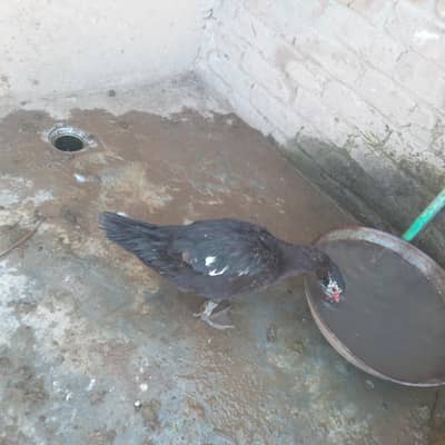 muscvy females dono eggs dy rhi hn