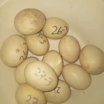 muscvy egss white silver black mix