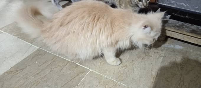 Baby Persian Cat – Vaccinated & Litter Trained (03100375174)
