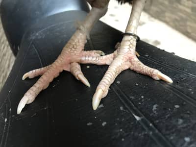 Proper breeder murgi