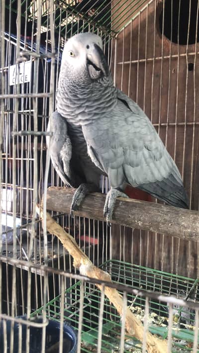 Gray parrot fml for sale full yellow eyes nail tail full fly