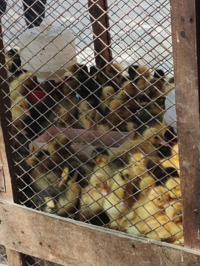 duck chick holsale price