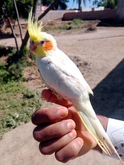 Beautiful Lutino Cockatiel (White & Yellow) – Healthy & Active