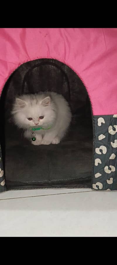 cat with house and litter box and brush .