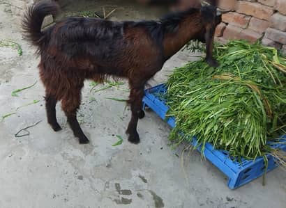 2 Dant Fresh Bakra For Sale
