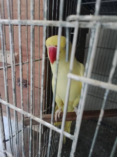 yellow ring neck breeder he