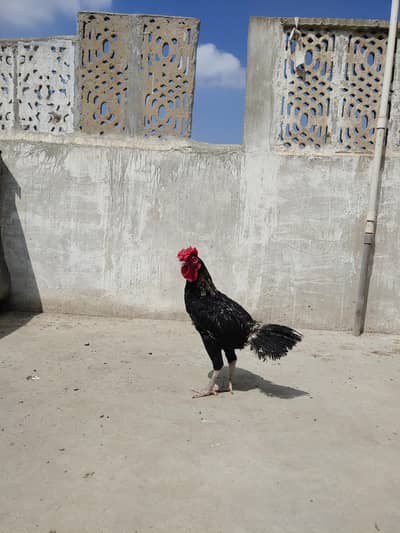 Aseel Sindhi Cross breed ha