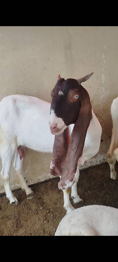 PATERI FEMALE WHITE EYE