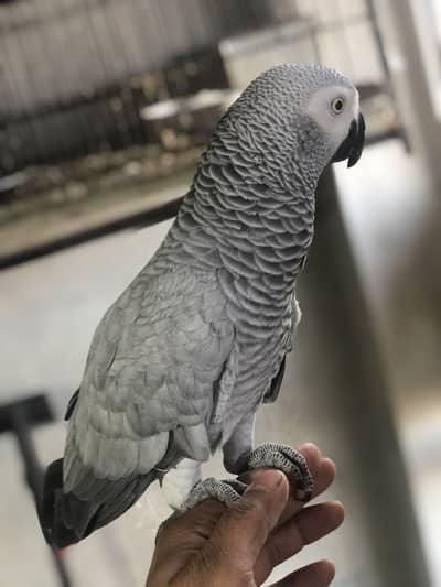 Gray parrote fml heat pr ha neat and clean fil fly  0321/87/18687