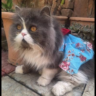 Persian Cat Only For Mating [stud]