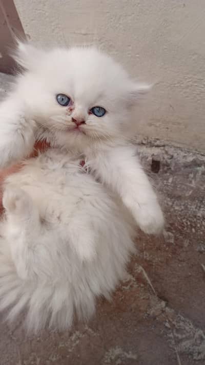 Persian Punch Face Blue eyes kittens