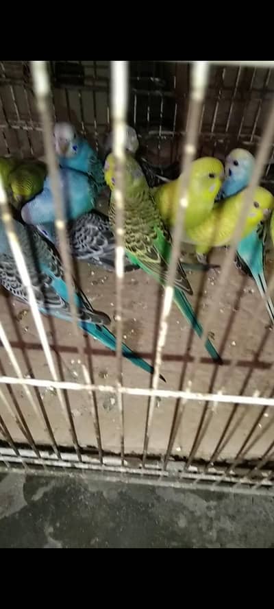 پٹھے فورسیل 14