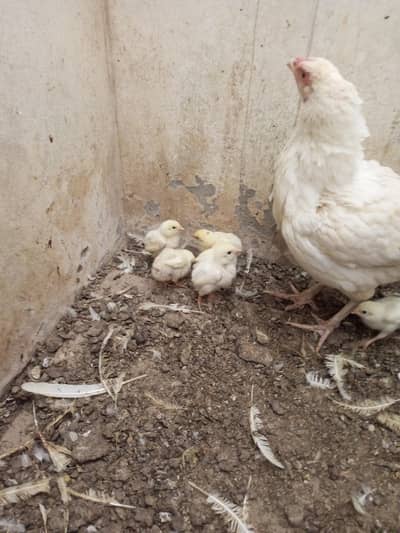 Heera Aseel Chicks 1200 per chick ( 03204661930 )