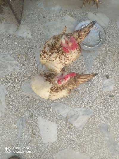 egg laying young hens