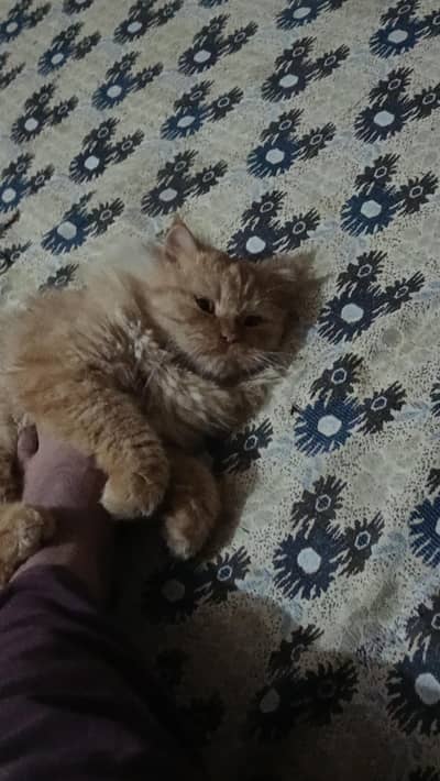 Triple coated pair for sale adult