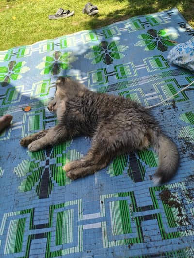 fully vaccinated and active