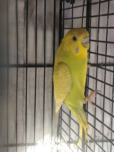 AoA I am saling my Australian porrat urgently