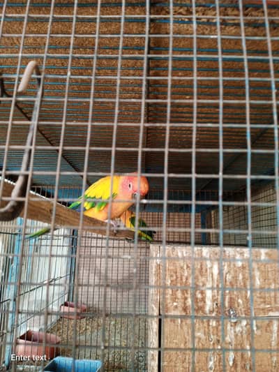 Sun Conure pair