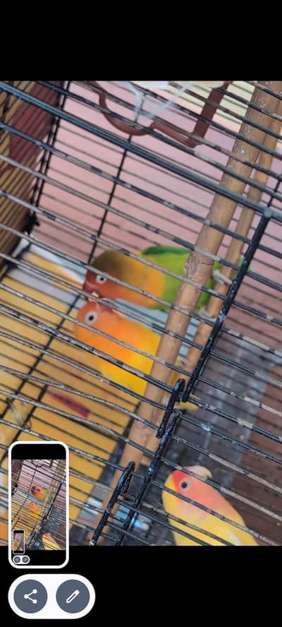 Love bird red eye yellow