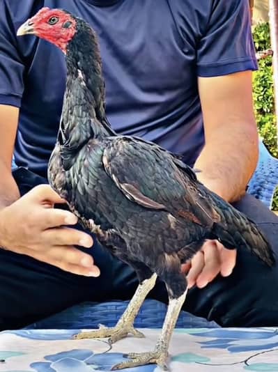 Poco Bury Cross 03134602840