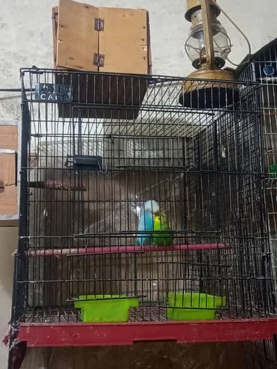 Breeder Pair + Cage + Box