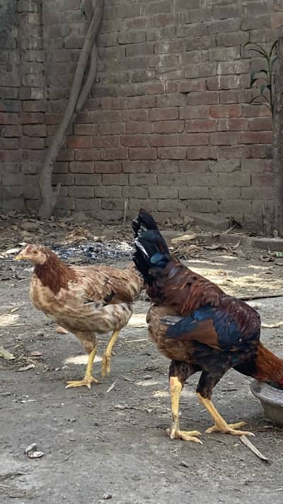 ASEEL CROSS PAIR FOR SALE URGENT