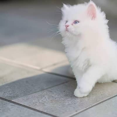 white persian kitten for sale