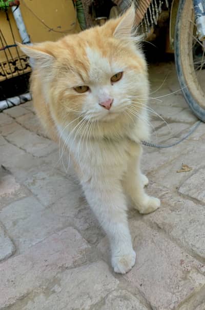 Persian Cat