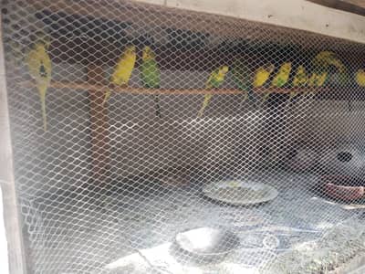 Australian parrots Lovebird