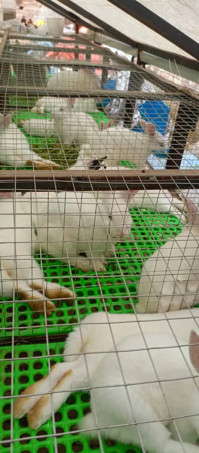 New Zealand white rabbit available