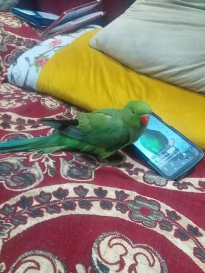 green ringnick tota ha heand taimed