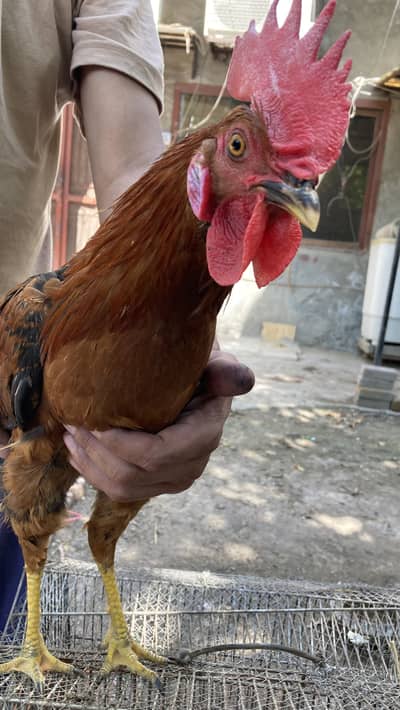 GOLDEN MISIRI MALE FOR SALE URGENT