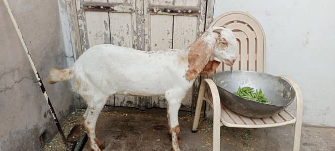 bakri