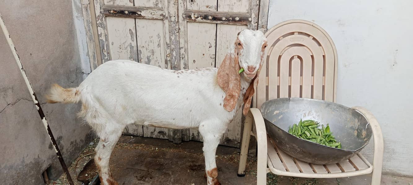 bakri 1