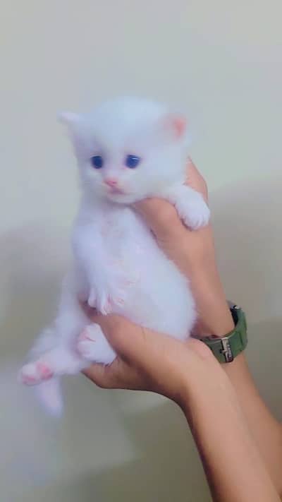 Persian Kittens | White Kitten | Blue eyes | Gray | Triple coat | Cat
