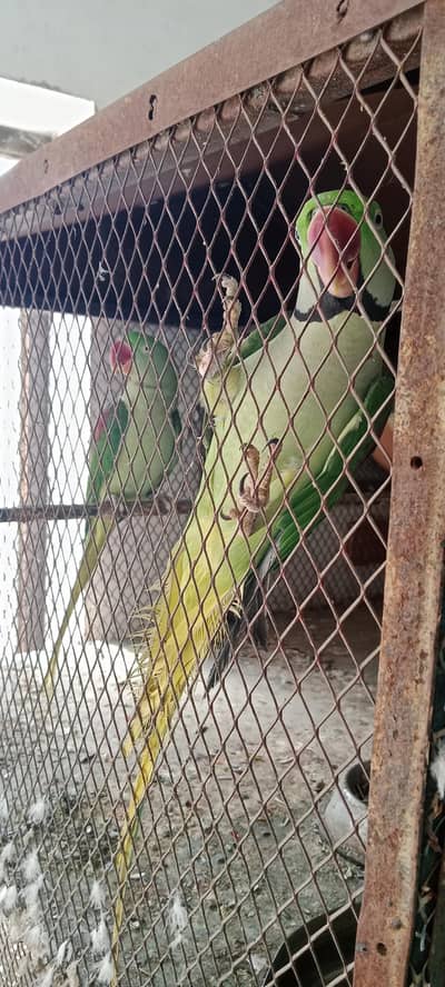 raw parrot ka breedar pair for sale