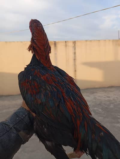 Pure Aseel Mianwali Pathay