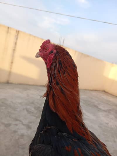 Pure Aseel Mianwali Pathay