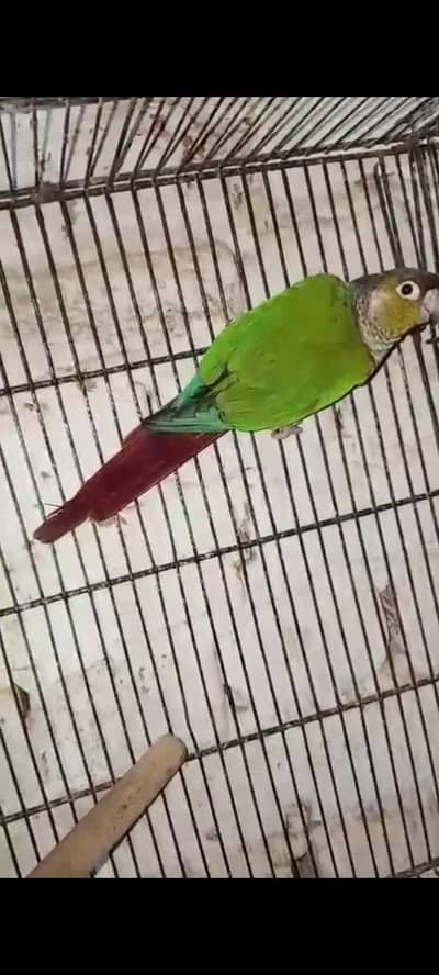 Greenchiks conor male