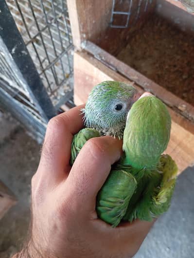 Green Ringneck 6 chiks