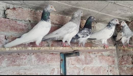 Pure Golden Kamanger for sale and Exchange