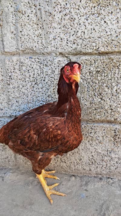 Aseel hen pure aseel